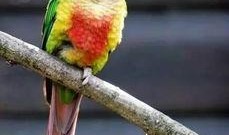 台湾网民爆料鹦鹉视频,揭秘鹦鹉的惊人智慧与趣味瞬间